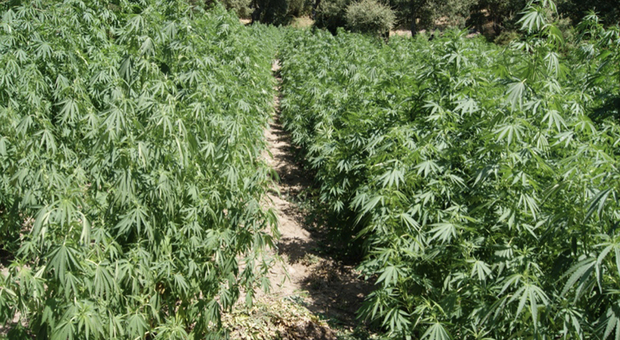Piantagione di cannabis scoperta all'interno del Parco del Cilento