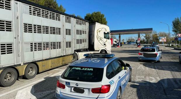Trasporta 165 suini dal Belgio a Polignano, troppi animali stipati e senza acqua: maxi multa per il camionista francese fermato ad Ancona