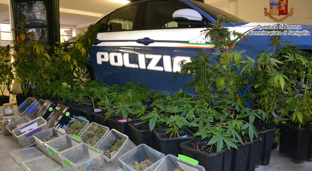 Senigallia, arresto bis per il pusher della droga fatta in casa: serra artigianale e 7 kg di marijuana