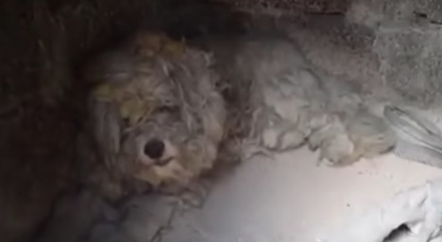 Cane salvo per miracolo in Grecia: «È sopravvissuto all'incendio nascondendosi in un barbecue»