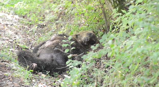 Uccise l'orso, condannato a risarcire Parco nazionale e associazioni