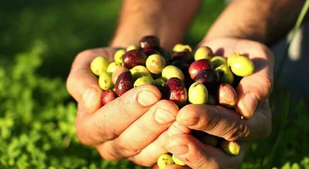 San Severo, rubati 40 quintali di olive. L'allarme della Cia: «Agricoltori nel mirino della criminalità»