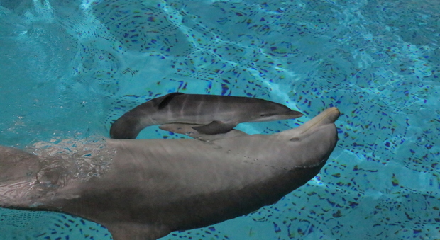 Fiocco rosa allo Zoomarine di Torvaianica: è nata una cucciola di delfino