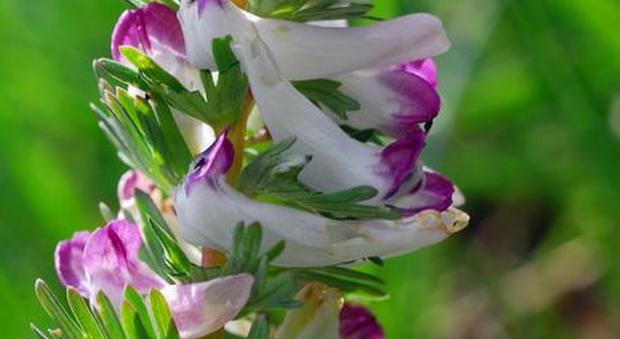 Fiori bianchi e violacei, scoperta nuova specie di pianta dell'Appennino