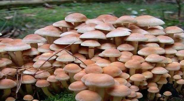 Intossicazione di funghi a Brindisi: già otto i casi accertati