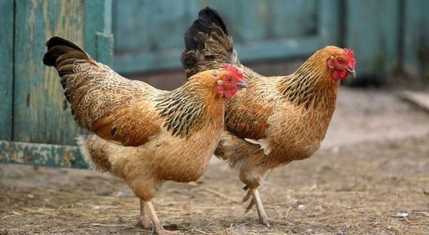 Ladri di galline colpiscono due volte sparisce pure un caprone