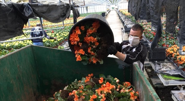 immagine Coronavirus, tonnellate di fiori stagionali al macero. Molte aziende florovivaistiche vicine al crack