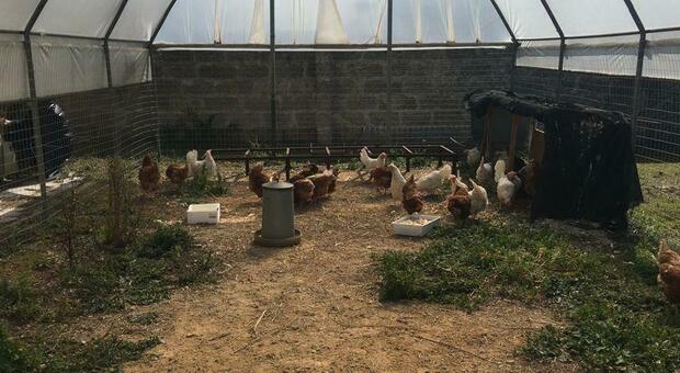 Aviaria, focolaio di salmonella in un allevamento di galline nel Salento: animali abbattuti