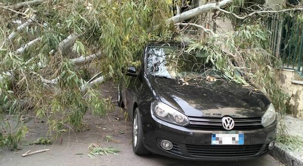 Forte vento sul Salento, cade un grosso albero in strada a Lecce: tragedia sfiorata
