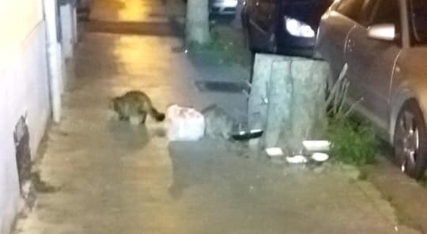 Emergenza coronavirus a Napoli, più animali in strada: «Non possiamo salvarli»