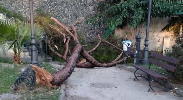 Albero si spezza e finisce nel parco pubblico: tragedia sfiorata a Torre del Greco