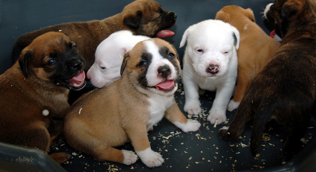 L'inchiesta choc: cuccioli di cani provenienti da allevamenti lager in Est Europa venduti ai vip in Italia