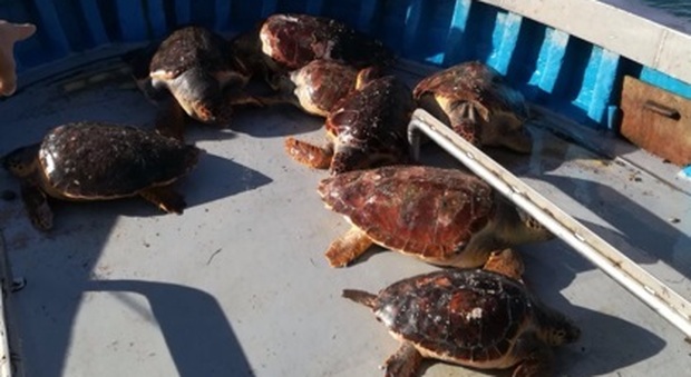 Le tartarughe pescate al largo di Marano Lagunare