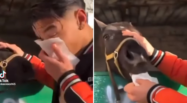Si soffia il naso con un fazzoletto e lo fa mangiare a un cavallo: denunciato per maltrattamenti. Ora chiede scusa sui social