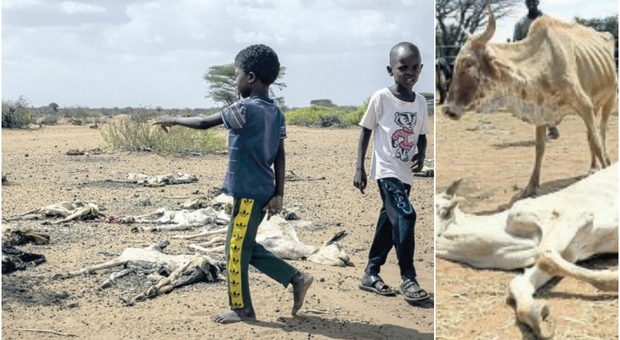 Kenya, niente pioggia da 3 anni: strage di animali (solo nel 2022 morti oltre 2,5 milioni di esemplari)