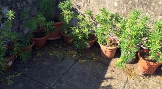 Coltiva piante di marijuana in casa, nei guai un 61enne