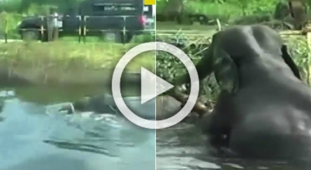 L'elefante nel fiume rischia di annegare, ecco come viene salvato