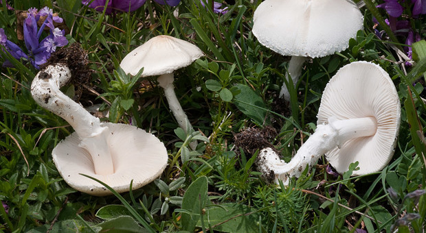 Trova i funghi nel giardino e ne regala anche agli amici: intossicati in cinque, uno è grave