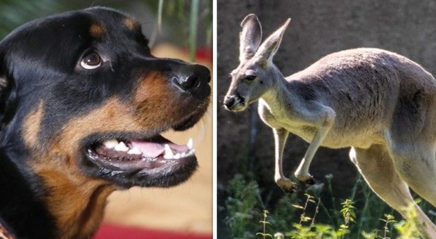 Rottweiler eroe salva l'anziana proprietaria dall'attacco di un canguro