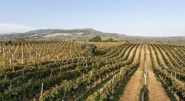 Benevento: Sos dei viticoltori contro gli espropri selvaggi Tav