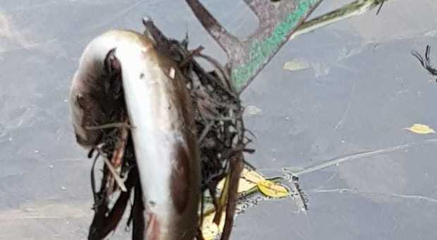 Misteriosa moria nel fiume Negrisia: pesci e anguille a galla