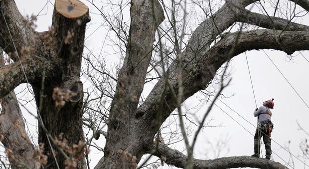 Muore "The big oak", addio all'albero più vecchio d'America: aveva 600 anni -Guarda