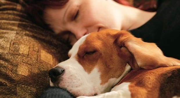Dormire con cani e gatti è pericoloso? Gli specialisti avvertono...