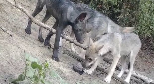 Caccia ai lupi con dna canino: «Mettono a rischio la specie»