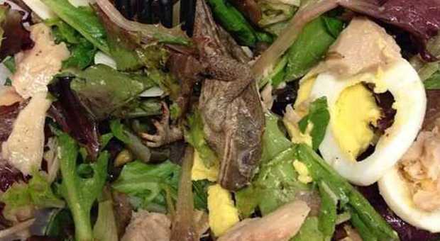 La rana morta nell'insalata di Pret (Instagram)