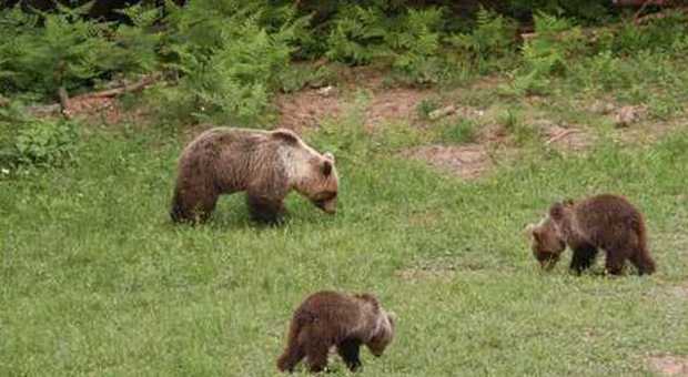 Daniza, orsa in fuga con i cuccioli dopo il ferimento di un 38enne: la Provincia di Trento vuole catturarla, il web insorge
