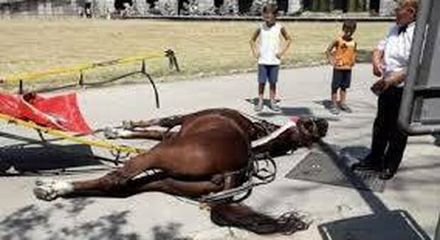 Cavallo muore, Reggia di Caserta sospende il servizio di carrozze. La Procura apre un'inchiesta
