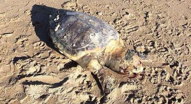 La mareggiata fa strage di tartarughe Ritrovati esemplari anche di 70 chili