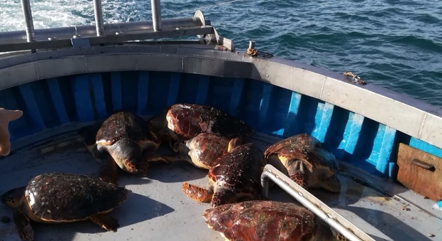 Pescate 8 tartarughe in un colpo solo Cnr-Ismar: «Presenze da studiare»
