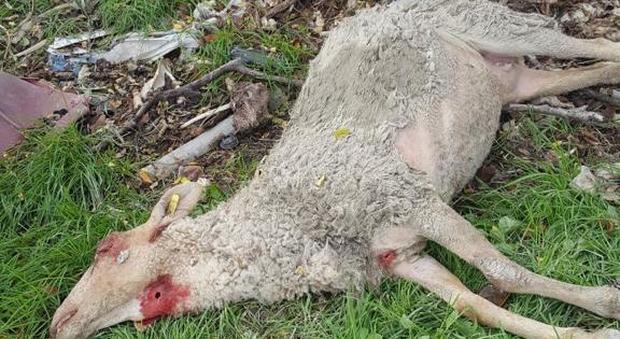 Ascoli, gregge attaccato nella notte Uccise 12 pecore, disperse 15