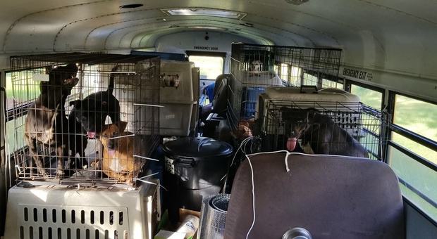 L'uragano Florence ha la sua arca di Noè: Tony salva 64 animali ospitandoli nel bus