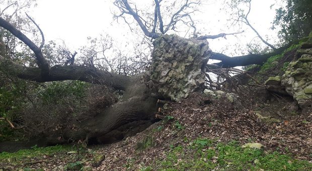 Acropoli di Cuma, crolla albero secolare e travolge mura romane