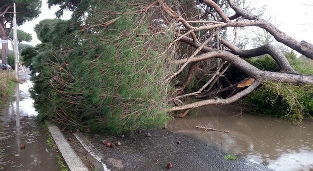 Roma, crolla albero alto 25 metri: chiusa una strada