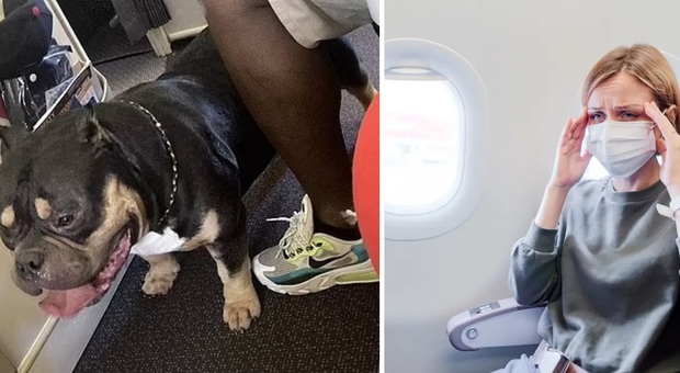 Coppia di passeggeri chiede il rimborso alla compagnia aerea: «Il volo è stato orribile: 13 ore accanto al cane guida tra bava e flatulenze»
