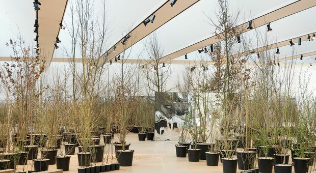 La maxi-installazione con 600 alberi al Museo M9 di Mestre sarà finalmente visitabile