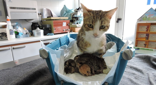 Micia-balia allatta 5 gattini lasciati nella scatola di scarpe
