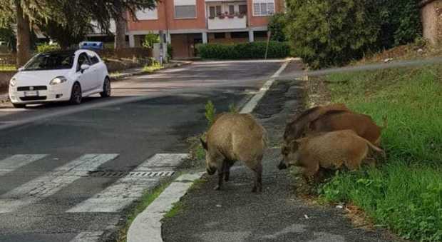 immagine Papà con il figlio in passeggino aggrediti dai cinghiali: paura a Spinaceto