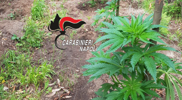 Scoperta un'altra piantagione di cannabis tra i boschi dei Monti Lattari