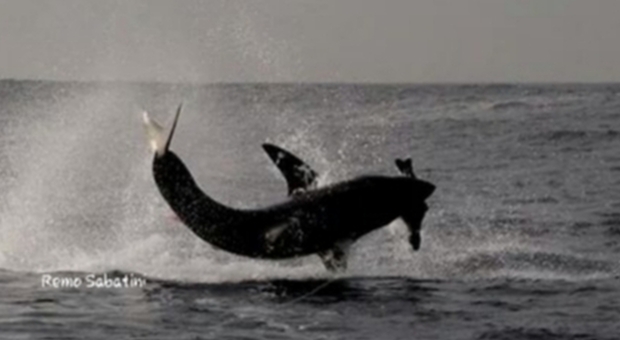 Squalo bianco salta fuori dall'acqua per cacciare. (frame di Remo Sabatini Video di Oceans Research)