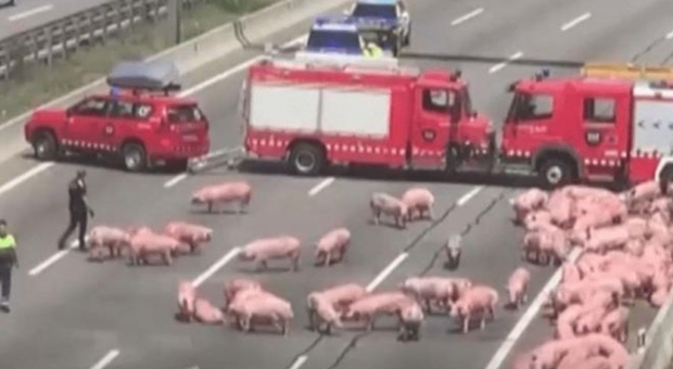 Camion carico di maiali si rovescia in autostrada: decine di animali liberi sulla carreggiata VIDEO