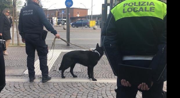 Polizia locale, arrivano i cani antidroga per controlli nei parchi e nelle scuole