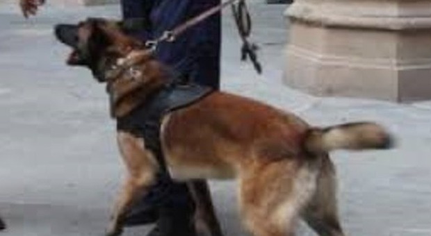 Udine, tenta di strangolare il cane della compagna: condannato a 4 mesi