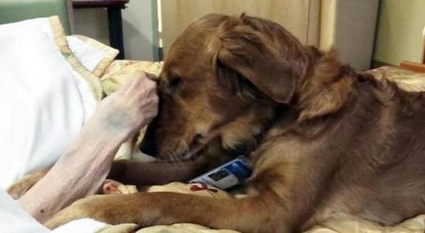 Video Anziana e sola muore in ospedale: una cagnolina le resta accanto fino alla fine