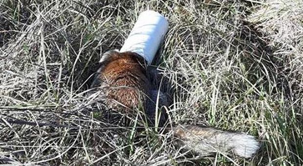 Cucciolo di volpe salvato dai vigili, stava per morire con il muso incastrato in un barattolo