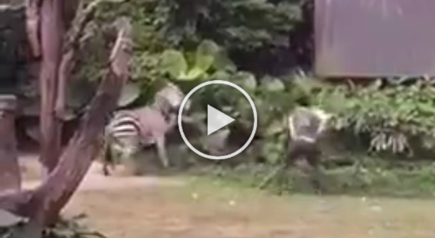 Choc allo zoo, la zebra attacca un dipendente