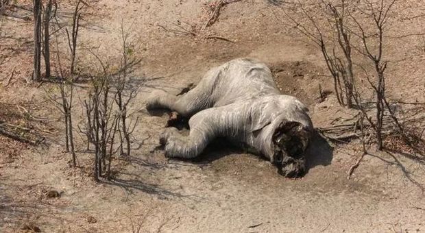 Botswana, scoperta la strage di elefanti più grave di sempre
